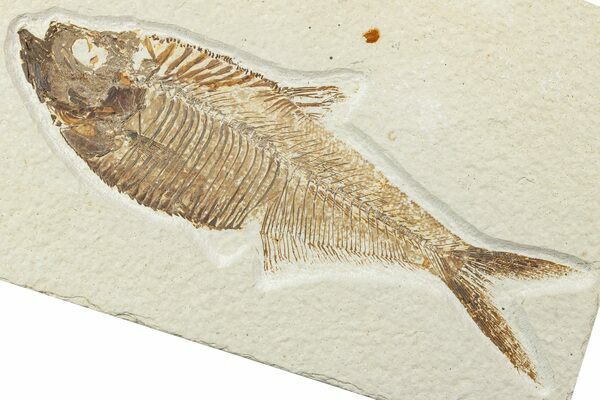 A well-preserved Diplomystus one of the more common fossil fish in the quarry.